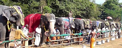A unique rejuvenation camp in Tamil Nadu for captive elephants