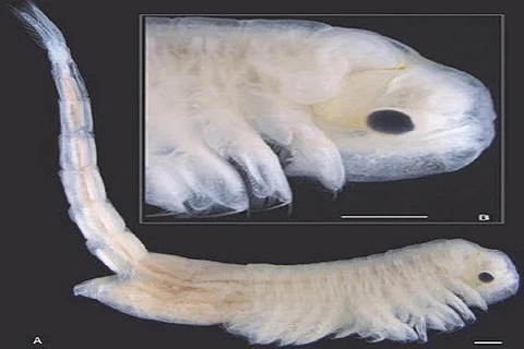 Photo Source : Zoology in the Middle East