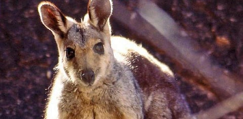 The Black-flanked Rock Wallaby, an endangered Australian mammal. Photo: Wikimedia Commons