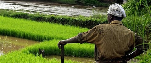 A farmer in Kerala looks at his paddy field. Photo: Pikist
