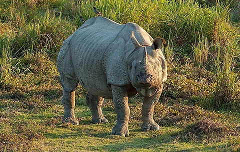 Photo: Wikimedia commons