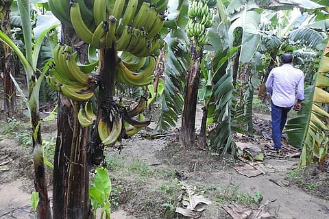उत्तर प्रदेश के सिद्धार्थनगर जिले में खुनियांव ब्लॉक में बेलवा गांव में केले का लगा कैंसर रोग। फोटो: विवेक मिश्रा
