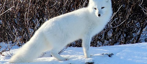 An Arctic Fox. Photo: Wikimedia Commons