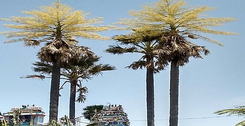 A pair of Talipot Palms (Corypha umbraculifera) in flowering near Thindivanam. Photo: V Sundararaju
