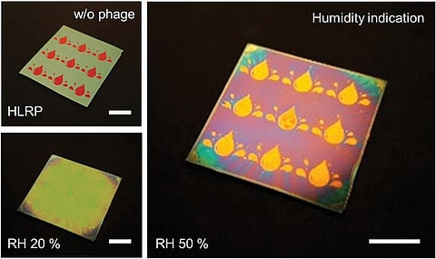 Photo :  Advanced Science