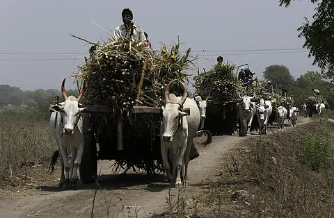 संसद में दी गई जानकारी के मुताबिक, चीनी मिलों पर उत्तर प्रदेश के किसानों का सबसे अधिक बकाया है। फोटो: विकास चौधरी