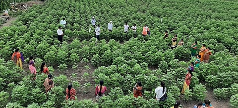 Women cotton framers being trained on package of practices in a farmer field school. Photo: Action for Agricultural Renewal in Maharashtra (AFARM)