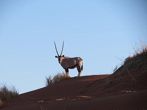Economic systems and lifestyles which take the world’s generous stocks of natural resources for granted will need to be abandoned. Photo: The Conversation / Wouter Taljaard / Shutterstock