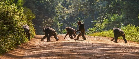 Chimpanzees evolved to behave more flexibly. It can help them weather climate change