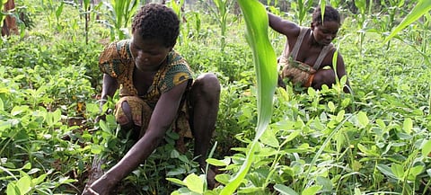 The important impact of South-South cooperation, referring to the technical cooperation among developing countries in the Global South, is gradually making itself felt. Photo: FAO / A Masciarelli
