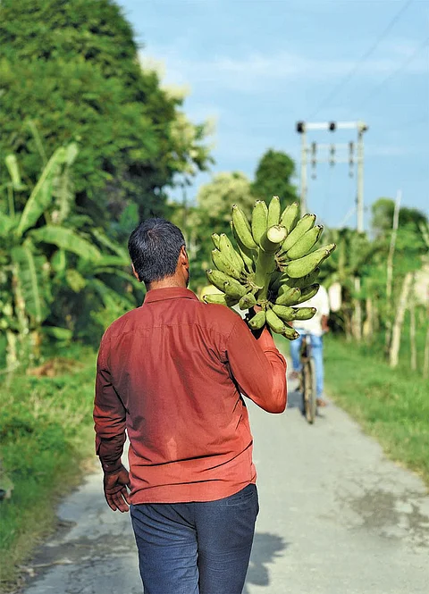Traditional banana varieties are tasty and more profitable in the local market, says Nagendra Maurya, a farmer in Totaha village of Uttar Pradesh (Photograph: Adithyan PC)