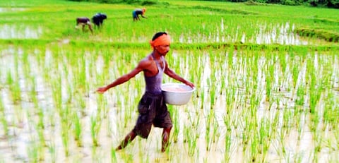 Study zeroes in on target plant hormone to improve potassium deficiency in rice