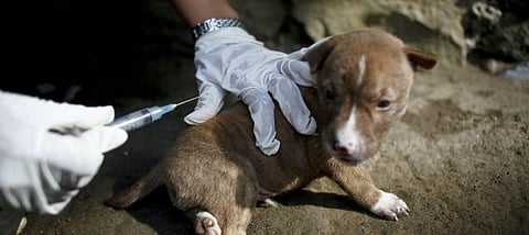 Coping with COVID-19 need not derail progress against rabies