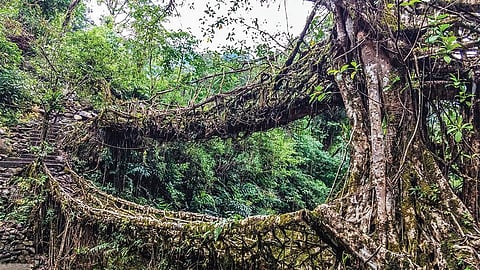 मेघालय के चेरापूंजी में उमशिआंग नदी के ऊपर पेड़ों की जड़ों से बना दोहरा पुल