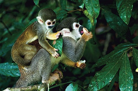 एमेजोन के वर्षावनों में पाया जाने वाला स्क्विरल मंकी 26 तरह की आवाज निकालने में माहिर होते हैं। ये बंदर अपने आकर्षक रंगों के लिए जाने जाते हैं