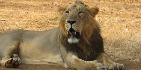 Wildlife Week: Trade in bones, taxonomic reclassification potential threats for Asiatic lions