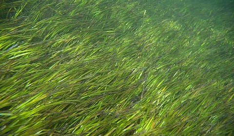 Why we must conserve the world’s seagrasses