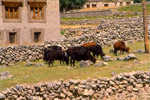 Biodiversity governance: Access and benefit sharing and its implications on agricultural resources