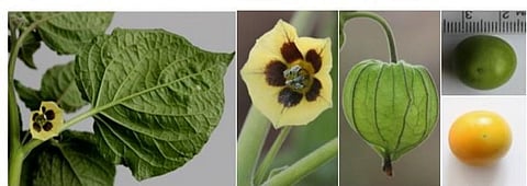 Nature’s bounty to boost immunity at a Greater Noida village