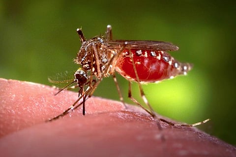 रात का कृत्रिम प्रकाश एडीज मच्छरों के व्यवहार को बना रहा है आक्रामक