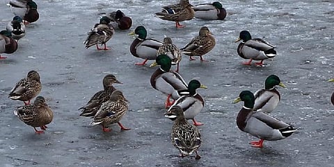 Mallard ducks in winter. Photo: Pikist