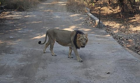 Project Lion: Proposal identifies 6 relocation sites apart from Kuno-Palpur