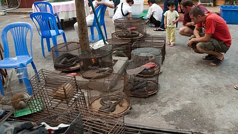 Exotic reptiles being sold in Myanmar. Photo: Wikimedia Commons