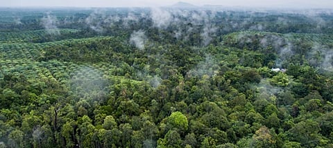 Conversion of rainforest to oil palm plantations was a major cause for loss of forest cover in the Sundaland biodiversity hotspot. Photo: Flickr