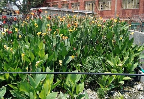 Plants growing in the reedbed system at Aya Nagar in Delhi. These have roots containing rhizomes which further clean the waste water generated by the project at the site. Photo: CSE