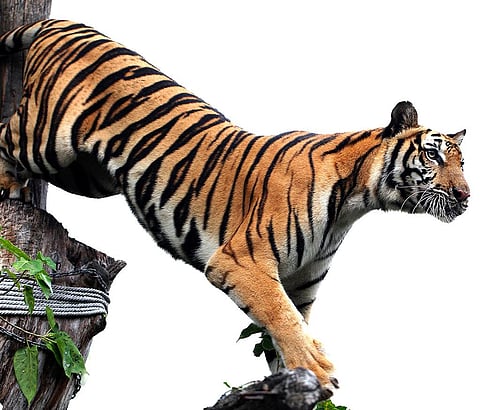 क्या भारत में चीन से आए थे बाघ?