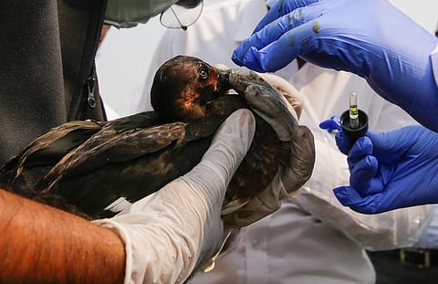 पिछले साल नवंबर में सांभर झील में हजारों प्रवासी पक्षियों की मौत हो गई थी। फाइल फोटो: विकास चौधरी