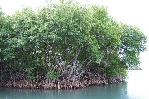 मैंग्रोव वनों को हो रहा है नुकसान, बढ़ता समुद्र स्तर और लोग है जिम्मेदार: अध्ययन