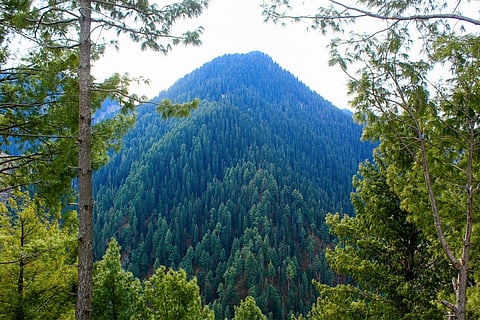 किस प्रकार के जंगल सबसे अधिक कार्बन करते हैं स्टोर, वैज्ञानिकों ने लगाया पता