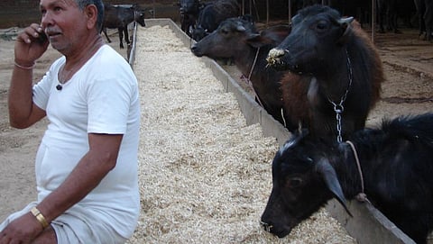 Handle with care: The dictum for using antibiotics in livestock