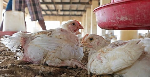 Antibiotic misuse in India’s livestock sector can be reduced