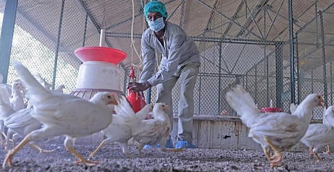 How antimicrobial resistance and zoonoses are linked