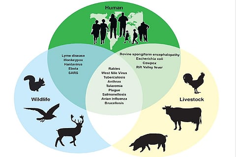 वन्यजीव व्यापार से कोविड-19 जैसी महामारियों में हो सकता है इजाफा