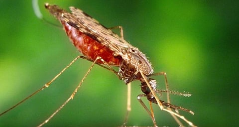 A female anopheles mosquito. Photo: https://pixnio.com/