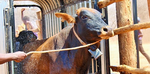 ‘One Health’ key in Zimbabwe’s fight against antimicrobial resistance