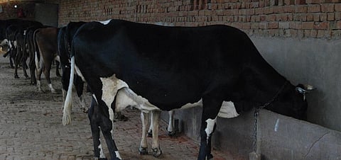 AMR: Balancing sustainability and food security in intensified agriculture is the solution