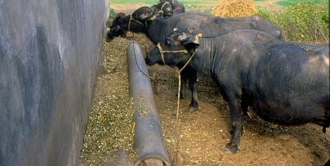 Ethno-veterinary Practices: A game changer in reducing antibiotic misuse in livestock