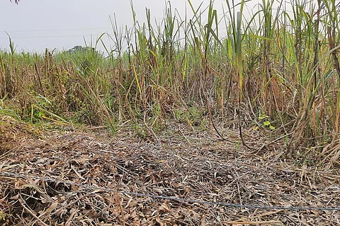 उत्तर प्रदेश के हरदोई जिले के गांव लोनी में रेड रॉट बीमारी के कारण गन्ने की फसल सूख गई है। फोटो: राजू सजवान