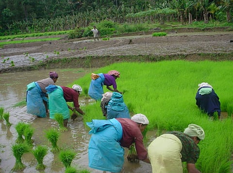Why climate change studies on rice production are important in Wayanad