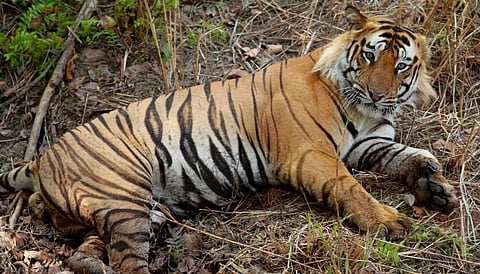 A male Bengal tiger. Photo: Flickr