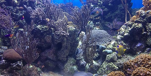 A Caribbean coral reef. Photo: Wikimedia Commons