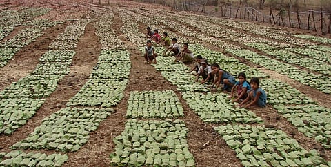 The collection, use and sale of minor forest produce by forest dwellers also got severely affected due to the pandemic. Photo: Kumar Sambhav Shrivastava / CSE