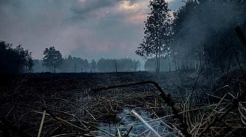 Besides having a large number of vectors, peatlands also face high levels of habitat disruption such as wild or human-made fires and wildlife harvesting. Photo: Wikimedia Commons