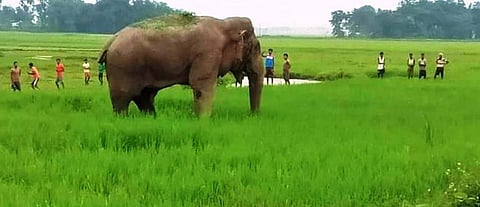 An elephant in a paddy field in north Bengal. Photo: By special arrangement