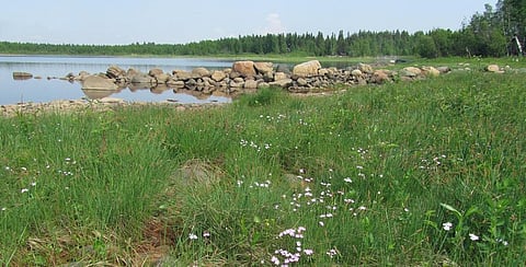 Siberian Primrose growing in Finland. Photo: Wikimedia Commons