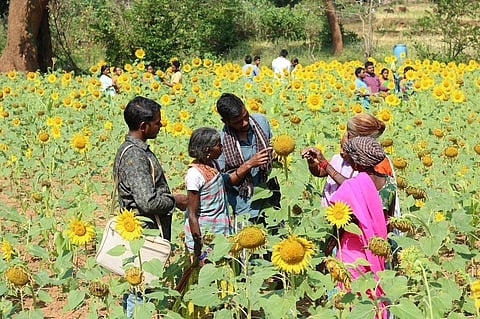 आंध्रप्रदेश के गांव मुलिगोडा में किसान पटि्टका सुलोचना का खेत। फोटो: सीएसई